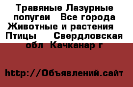 Травяные Лазурные попугаи - Все города Животные и растения » Птицы   . Свердловская обл.,Качканар г.